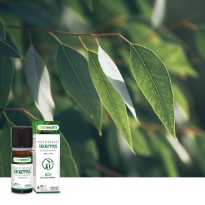 Huile essentielle Eucalyptus globulus Huile essentielle Eucalyptus globulus