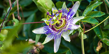 Passiflore : ses bienfaits, usages et contre-indications