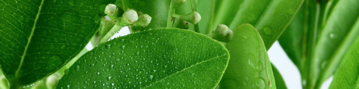 Zoom sur l'huile essentielle de Ravintsara