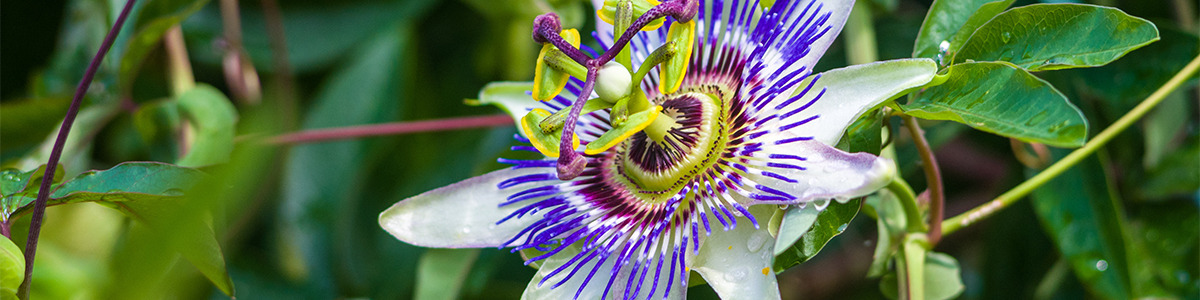 Passiflore : ses bienfaits, usages et contre-indications