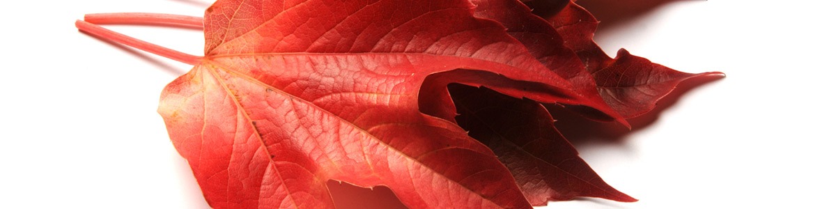 La Vigne rouge